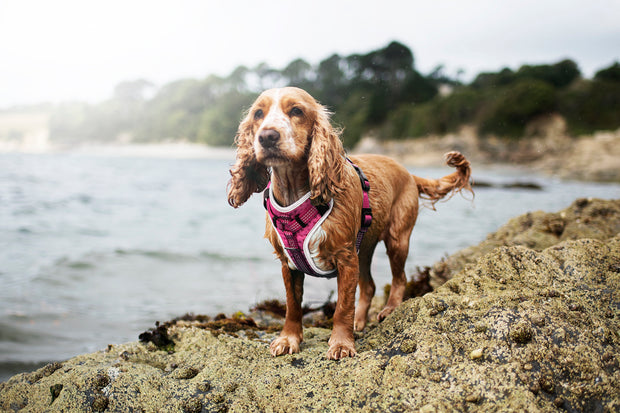 Sports No Pull Dog Harness