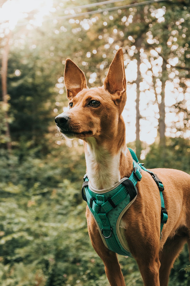 Sports No Pull Dog Harness