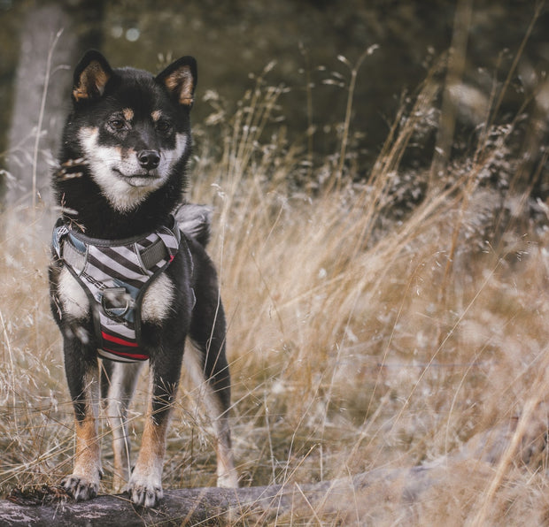 Urban No Pull Dog Harness - Maverick