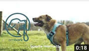 Sports No Pull Dog Harness