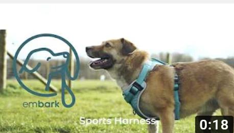 Sports No Pull Dog Harness